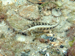 Parapercis australis