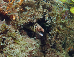 Gymnothorax cribroris