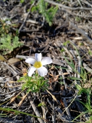 Oxalis ciliaris