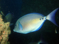 Prionurus maculatus