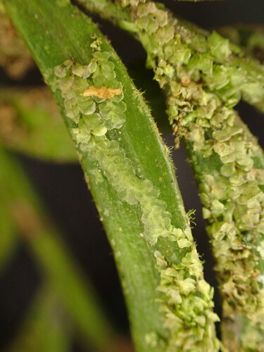 Cololejeunea pulchella