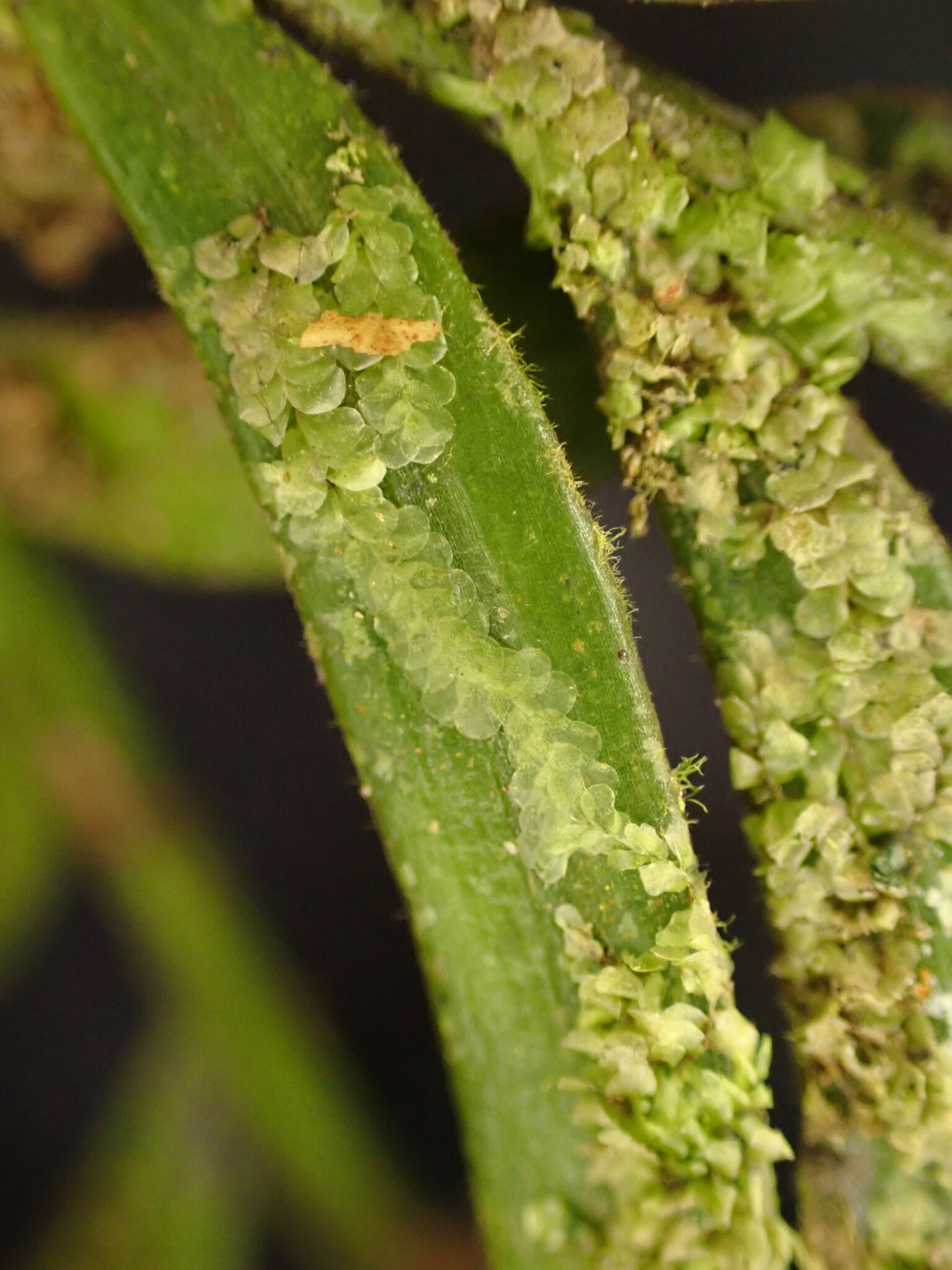Cololejeunea pulchella