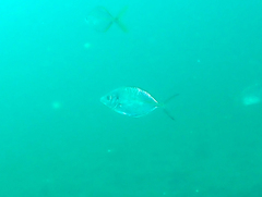 Pseudocaranx georgianus