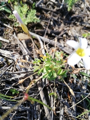 Oxalis ciliaris
