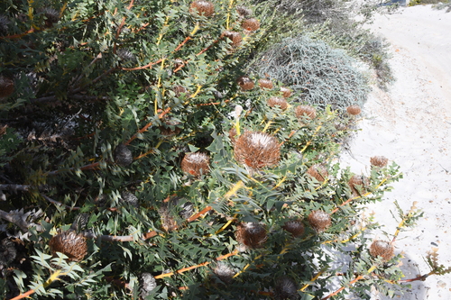 Image of Banksia baxteri by (c) Em Lamond, some rights reserved (CC BY)