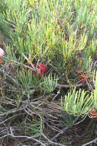 Image of Melaleuca gracilis by (c) Em Lamond, some rights reserved (CC BY)