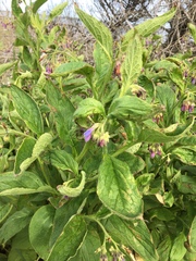 Symphytum officinale