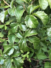 Cyphostemma flaviflorum