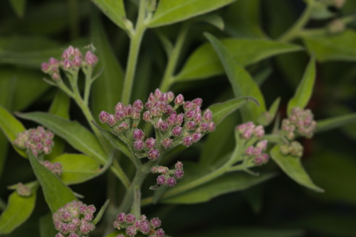 iNaturalist observation photo of marsh fleabane