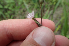 Lactuca ludoviciana