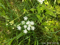 Chaerophyllum temulum