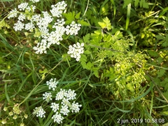 Chaerophyllum temulum
