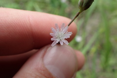Lactuca ludoviciana