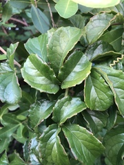 Cyphostemma flaviflorum