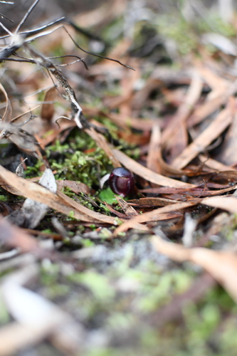 Image of Corybas recurvus by (c) Em Lamond, some rights reserved (CC BY)