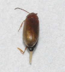 Isomira comstocki