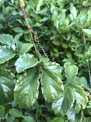 Cyphostemma flaviflorum