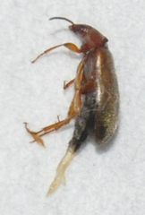 Isomira comstocki