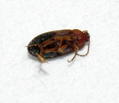 Isomira comstocki
