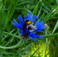 Volucella bombylans
