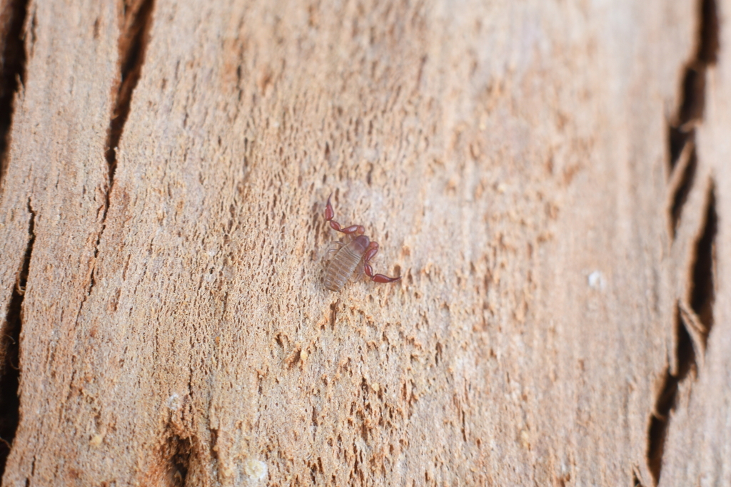 Calymmachernes angulatus