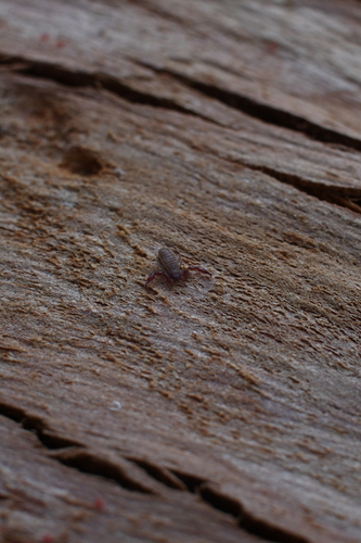 Calymmachernes angulatus photo 3