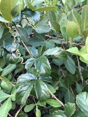 Cyphostemma flaviflorum