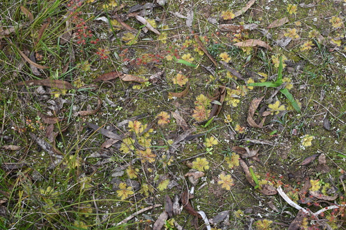 Image of Drosera bulbosa by (c) Em Lamond, some rights reserved (CC BY)