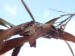 Xysticus bimaculatus