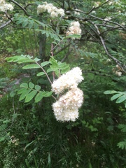 Sorbus aucuparia