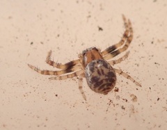 Xysticus bimaculatus