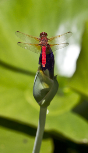 Cardinal Meadowhawk
