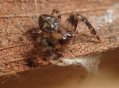 Xysticus bimaculatus