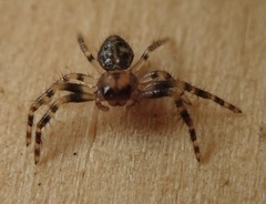 Xysticus bimaculatus