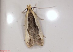 Dichomeris setosella