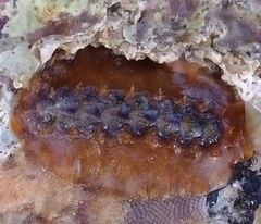 Notoplax violacea