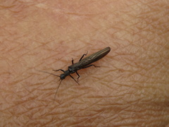 Plecoptera