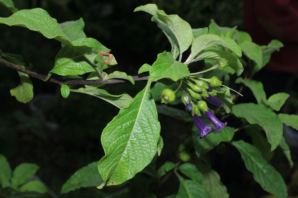 Iochroma orozcoae