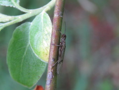Plecoptera