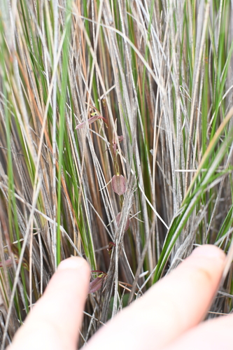 Image of Cyrtostylis robusta by (c) Em Lamond, some rights reserved (CC BY)