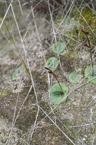 Image of Cyrtostylis robusta by (c) Em Lamond, some rights reserved (CC BY)