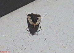 Dichomeris inserrata
