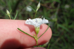 Stylisma pickeringii pattersonii