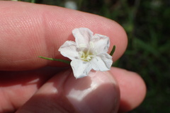 Stylisma pickeringii pattersonii