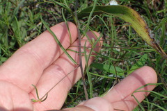 Stylisma pickeringii pattersonii