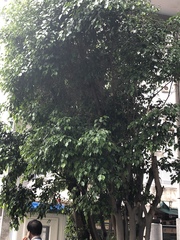 Ficus religiosa