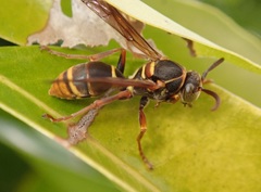 Polistes humilis synoecus