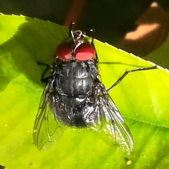 Calliphora
