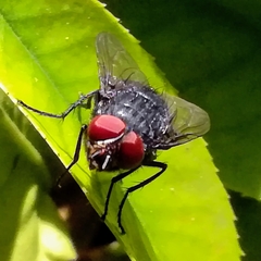 Calliphora