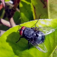 Calliphora